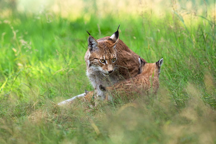 grass, nature, kitty, two, baby, lynx, cub, mother, a small lynx, HD wallpaper