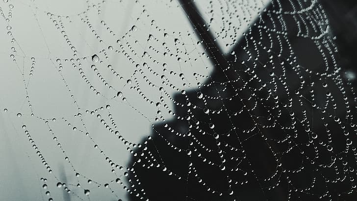 nature, spiderwebs, water drops, overcast, HD wallpaper