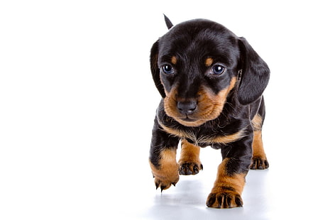 anak anjing dachshund hitam dan cokelat, bayi, anak anjing, Dachshund, Wallpaper HD HD wallpaper