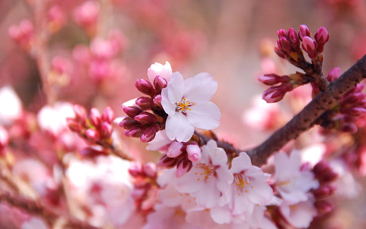 Primer plano de flores de la temporada de cerezos en flor, flores, cerezos,  Fondo de pantalla HD | Wallpaperbetter