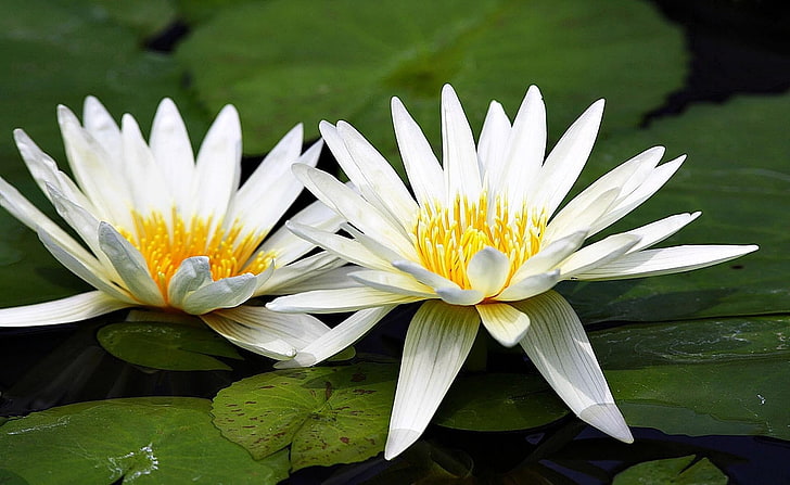 duas flores de lótus brancas, lírios, casal, água, pântano, folhas, close-up, HD papel de parede
