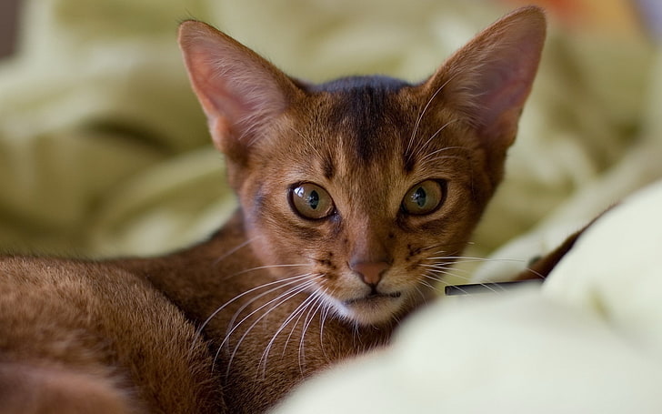 anak kucing coklat, kucing, moncong, telinga, bertelinga besar, Wallpaper HD