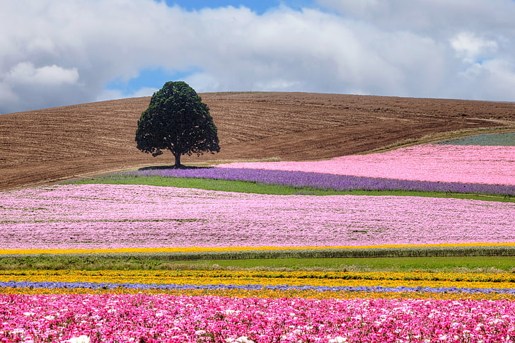 pink, yellow, and purple flower field, field, tree, flowers, colorful, summer, HD wallpaper