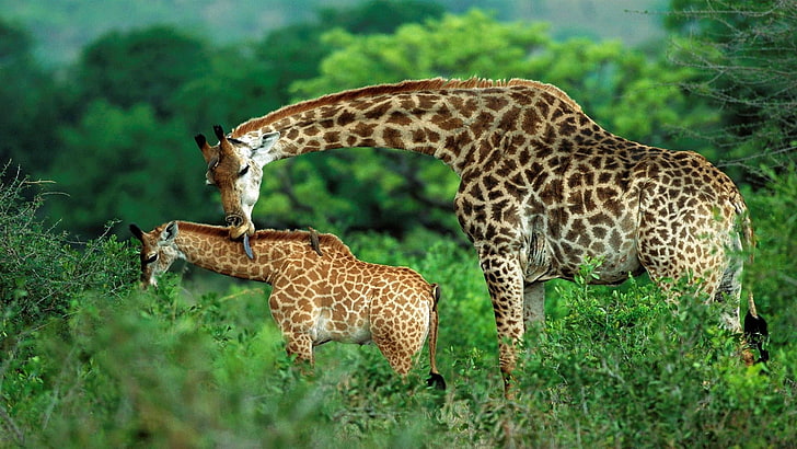 жираф, леопард, большая кошка, кошачий, мех, гепард, животное, дикий, живая природа, млекопитающее, Африка, сафари, шкура, дерево, ягуар, животные, HD обои