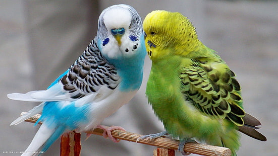5, bird, Budgie, Parakeet, parrot, tropical, HD wallpaper HD wallpaper