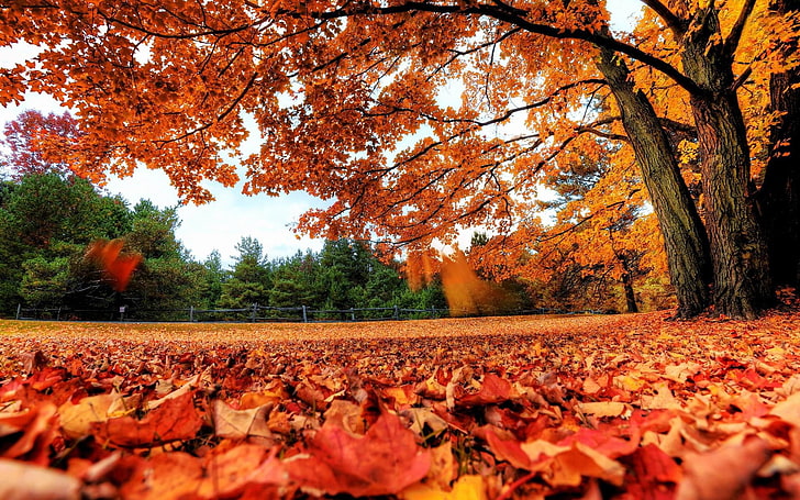red autumn leaves-Scenery HD wallpapers, brown leaves, HD wallpaper