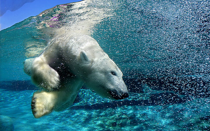 polar bears, animals, water, split view, nature, HD wallpaper