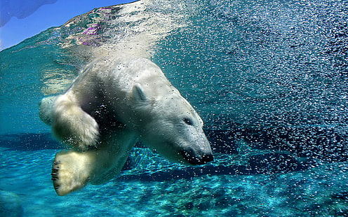 полярни мечки, животни, вода, разделен изглед, природа, HD тапет HD wallpaper