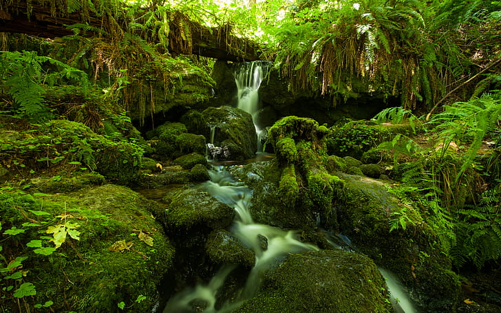 Горска джунгла Зелен поток Timelapse Moss Fern Rocks Stones HD, зелени растения и водно тяло, природа, зелено, гора, скали, камъни, timelapse, поток, мъх, джунгла, папрат, HD тапет