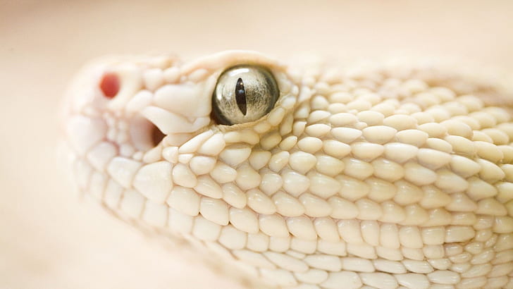 งูขาวขาวงู, วอลล์เปเปอร์ HD