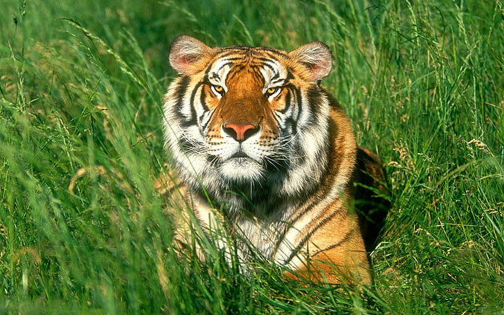 tiger, tiger, grass, big cat, lying, HD wallpaper