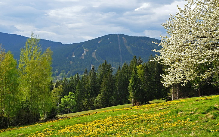 bohemian, ceko, lapangan, hutan, gunung, republik, musim semi, Wallpaper HD