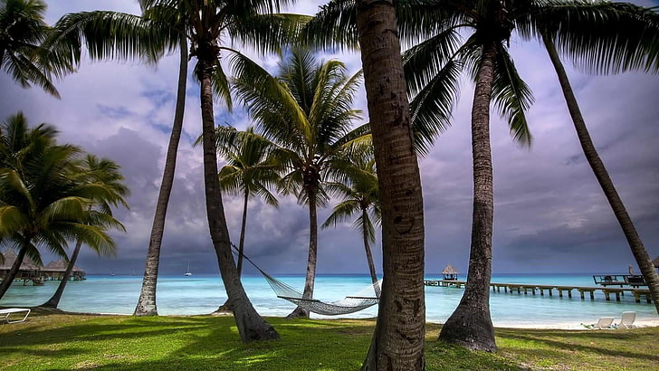 vacation, avatoru, tuamotus, palms, french polynesia, tourism, rangiroa, leisure, ocean, caribbean, tree, sea, resort, plant, water, sky, arecales, palm tree, tropics, HD wallpaper