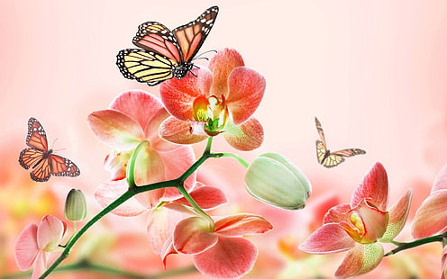 Flores vermelhas, orquídeas, borboletas, vermelho, flores, orquídeas, borboletas, HD papel de parede HD wallpaper