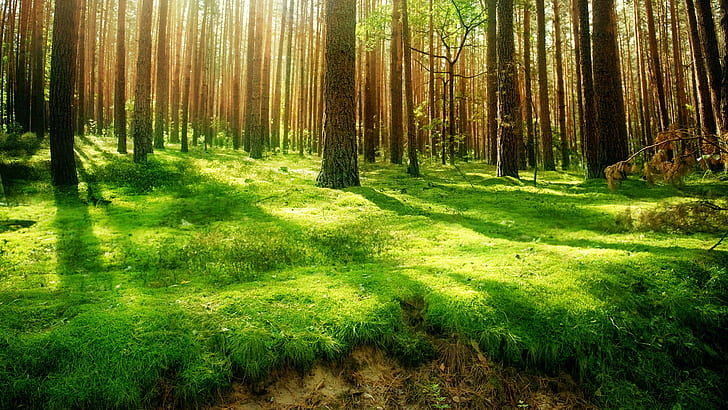 Trädskoggräs solljus HD, natur, träd, solljus, skog, gräs, HD tapet