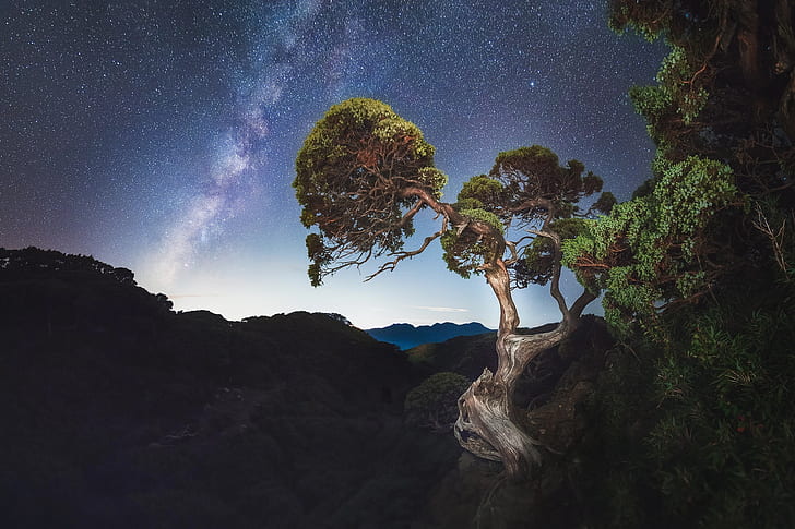 oscuro, noche, cielo, estrellas, naturaleza, árboles, Fondo de pantalla HD