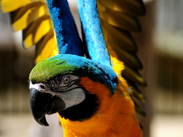 animaux, perroquet, oiseaux, coloré, Fond d'écran HD