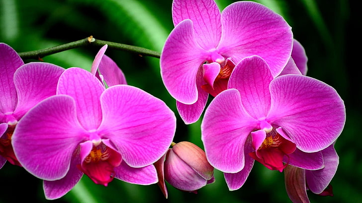 携帯電話のタブレットおよびPC 3840×2160のための紫色の花の蘭のエキゾチックな花の枝超HDの壁紙、 HDデスクトップの壁紙