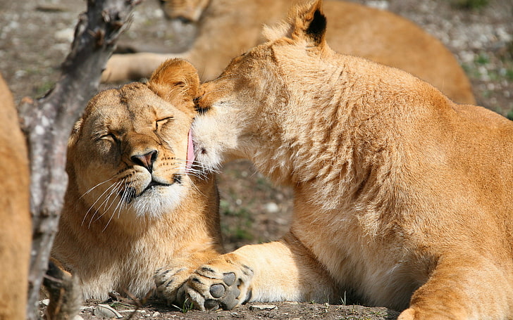 two female lions, Leo, pair, weasel, lions, HD wallpaper