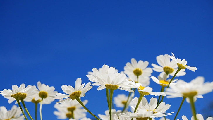 white flower lot, daisies, flowers, plants, sky, HD wallpaper