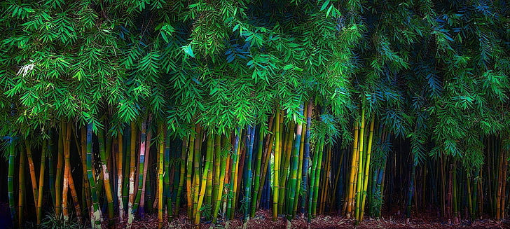 зелена бамбукова трева, бамбук, дървета, листа, пролет, природа, зелен, пейзаж, HD тапет