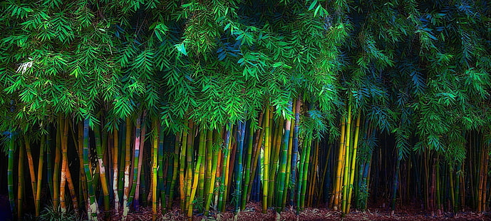green bamboo grass, bamboo, trees, leaves, spring, nature, green, landscape, HD wallpaper HD wallpaper