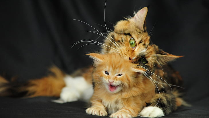 แมวแม่แมวทารกแมวแม่เด็ก, วอลล์เปเปอร์ HD