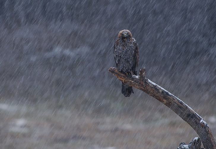 grauer und schwarzer Adler, Natur, Adler, Vögel, Schnee, HD-Hintergrundbild