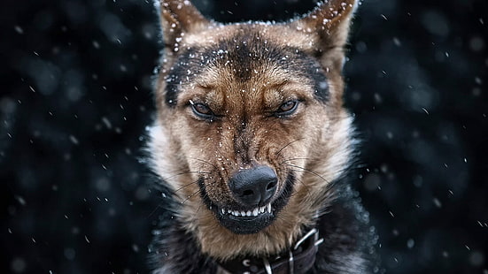 german shepherd, snow, angry, dog, wolfdog, fur, snowing, winter, HD wallpaper HD wallpaper