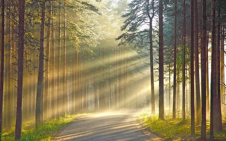 Straße zwischen hohen Bäumen, Weg zwischen hohen Bäumen, Natur, Holz, Bäume, Wald, Blätter, Straße, Gras, Sonnenstrahlen, Zweig, Schatten, HD-Hintergrundbild