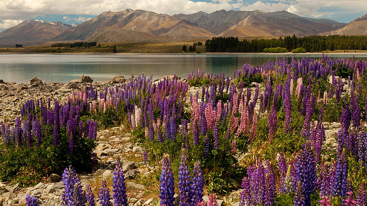 purple flowers photography, lavander, 5k, 4k wallpaper, Lake Tekapo, South Island, New Zealand, booking, rest, travel, mountains, sky, clouds, vacation, HD wallpaper