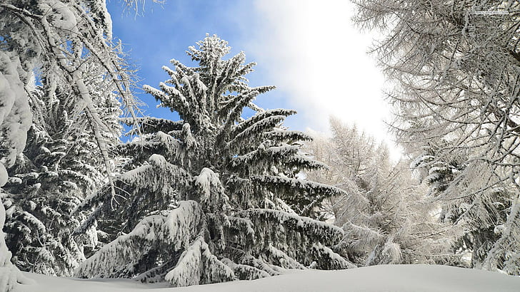 자연, 1920x1200, 숲, 나무, 눈, 겨울, HD 배경 화면