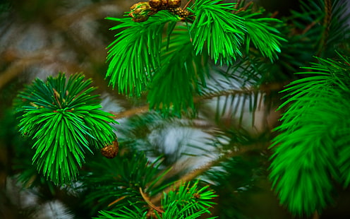 Branches needles, green leaf tree, pine, branches, needles, bokeh, Nature s, s, Best s, hd, HD wallpaper HD wallpaper