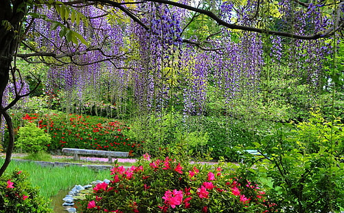 Erde, Frühling, Blume, Park, Glyzinien, HD-Hintergrundbild HD wallpaper