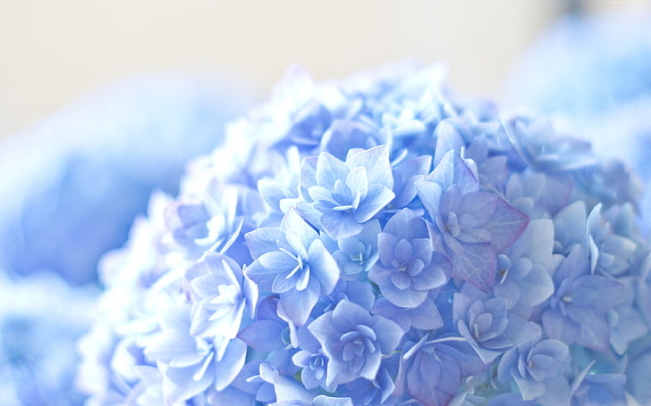 5k, 4k, Hortensia, blau, HD-Hintergrundbild