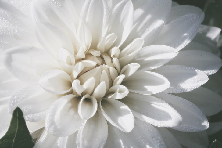 selective focus photography of white Dahlia flower, Ivory, Heart, selective focus, photography, Dahlia, macro, close-up, white  flower, water, drops, beads, Clemens, Gardens, St. Cloud  Minnesota, nature, plant, flower, petal, flower Head, white, beauty In Nature, HD wallpaper