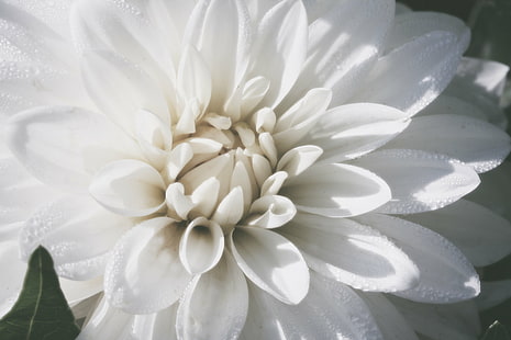 selective focus photography of white Dahlia flower, Ivory, Heart, selective focus, photography, Dahlia, macro, close-up, white  flower, water, drops, beads, Clemens, Gardens, St. Cloud  Minnesota, nature, plant, flower, petal, flower Head, white, beauty In Nature, HD wallpaper HD wallpaper