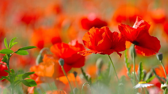 poppy, blossom, poppy field, blooming, summer, flower field, red flowers, HD wallpaper HD wallpaper