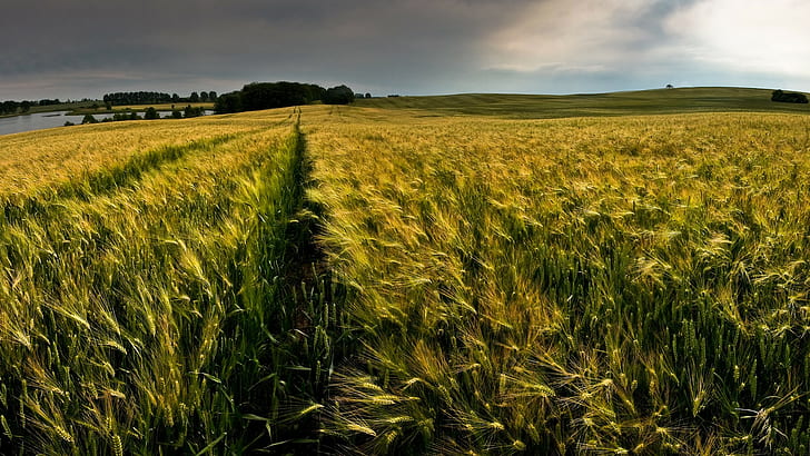 alam, pemandangan, gandum, lapangan, mendung, Wallpaper HD