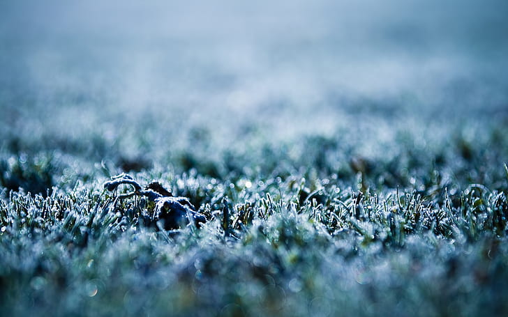 Frost, hierba verde, frost, macro, Fondo de pantalla HD