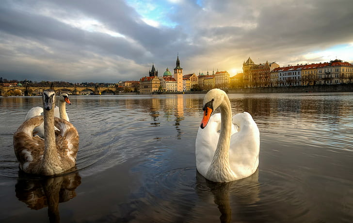 Лебеди в Праге, три немых лебедя, Прага, Чехия, лебеди, HD обои