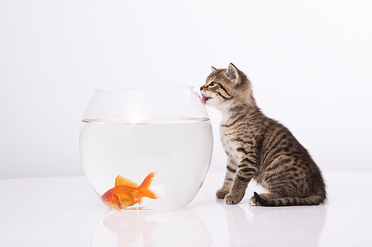 brown tabby kitten and goldfish, cat, aquarium, fish, HD wallpaper