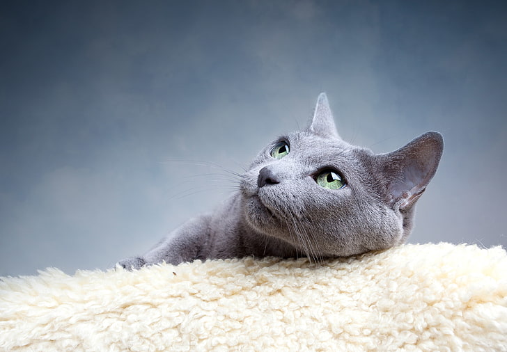 krótkowłosy srebrny kot, kot, oczy, wąsy, spojrzenie, szary, zielony, niebieski, rosyjski, rasa, Tapety HD