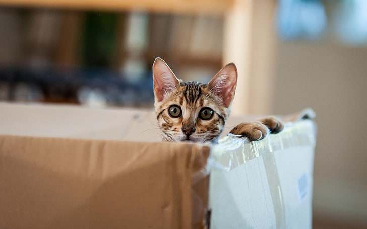 brown tabby kitten, cat, animals, boxes, HD wallpaper