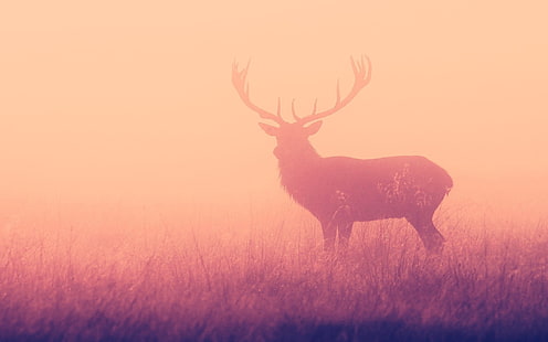 silhouette de renne illustration, wapiti, animaux, cerfs, nature, Fond d'écran HD HD wallpaper