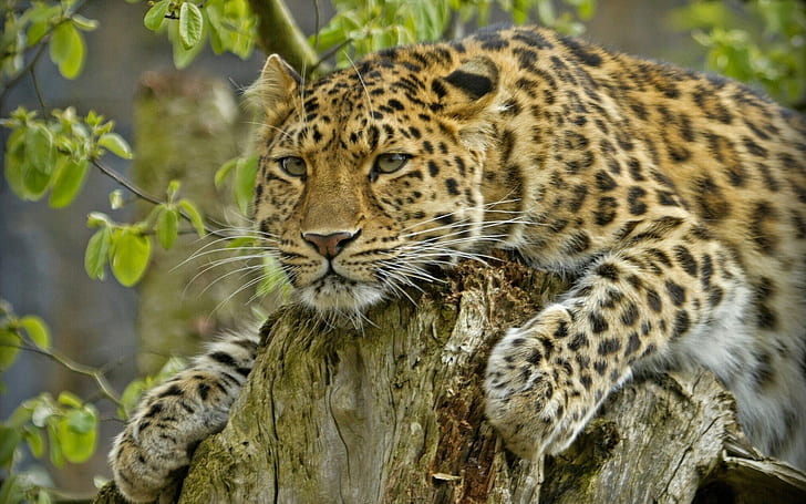 Amur Leopard Predator, Amur leopard, handsome predator stump, best, HD wallpaper