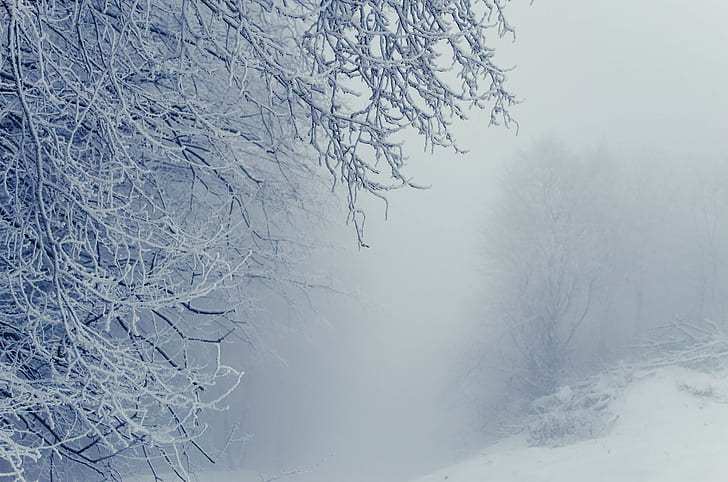 Schnee, Winter, eisiger Tag, HD-Hintergrundbild