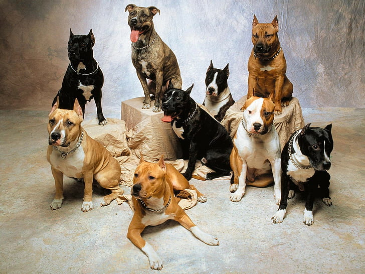 Psy HD, amerykańskie pit bull terriery, zwierzęta, psy, Tapety HD