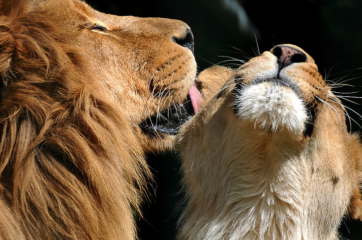 love, kiss, Leo, lions, lioness, HD wallpaper