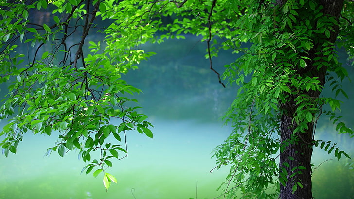 녹색 나무, 녹색 잎, 녹색, 자연, 나무, 식물, HD 배경 화면